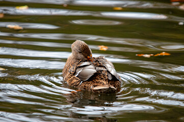 Muster der Federn einer Stockente