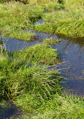Feuchtwiese im Sommer, Hochformat