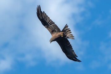 Soaring Raptor in Clear Blue Sky