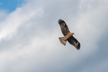 Soaring Raptor in the Sky