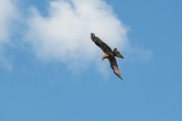 Buteo Buteo with Fresh Catch in Beak