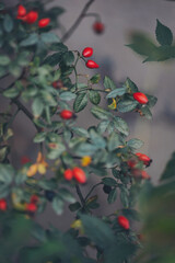 Bush of a dogrose with red berries in the autumn. Selective soft focus, blurred background. Red...