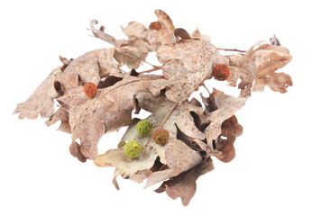 Quercus lusitanica  on isolated white background