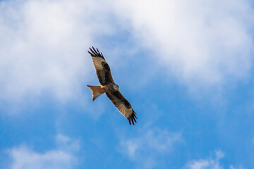 Milan am Himmel über Naislach bei Oberreichenbach in Baden-Württemberg.