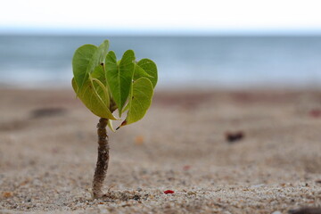 Goat’s foot creeper seedlings growing alone on sunny sand near sea. Beach morning glory...