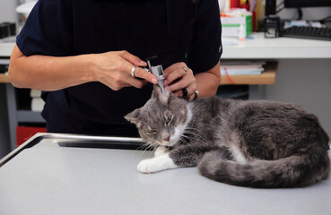cat examination in medical Vet clinic