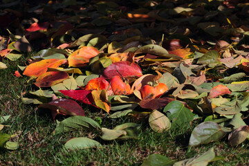 persimmon fruits on the ground