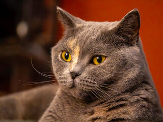 British Kurzhaar Katze mit gebanntem Blick