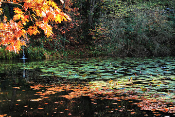 Pond in Autumnal Park