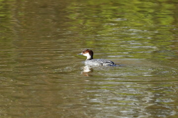 黄葉映す水面をのんびり泳ぐミコアイサ