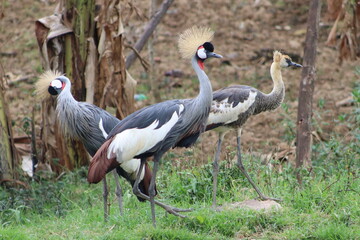 Couple of crowned cranes with baby in Uganda, specifically on a small island in Lake Bunyonyi 