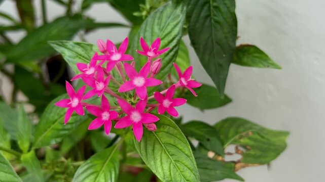 Closeup of Pentas flower with a clusters of flowers in shades of red is also a genus of flowering plants in the family Rubiaceae.