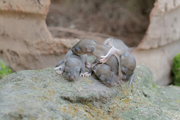 Four baby mice crawled out of their nest. This rodent mammal has the scientific name Mus musculus.
