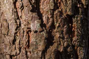 NATURAL ENVIRONMENT - Bark of a pine tree growing in the forest