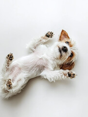 A dog lying on its back with paws in the air, looking playful, set against a pure white background, no shadows