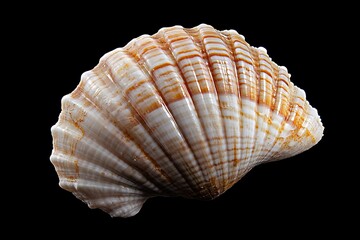 Obraz premium Stunning photography of the lined moon sea shell, natica lineata, in its natural coastal habitat.