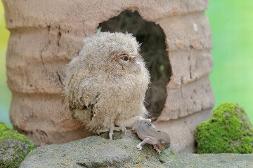 A young Javan scops owl preys on a mouse. This nocturnal bird has the scientific name Otus lempiji.