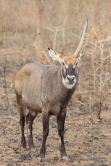 Waterbuck with only one horn left in Lake Mauro National Park in Uganda