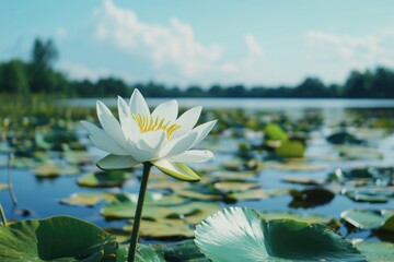 A single white water lily sits atop a lush green field, providing a serene and peaceful atmosphere