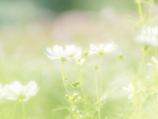 秋の公園や花壇を彩るコスモスのある風景。背景。自然風景素材。