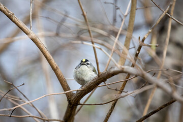 Golden Crowned Kinglet