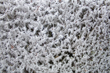Frosted plants during a frosty morning, winter.