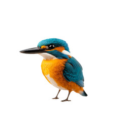 Fototapeta premium A stunning and vibrant kingfisher perches gracefully against a solid black background, showcasing its brilliant blue and orange feathers in a captivating display of nature's beauty.