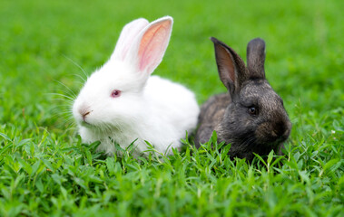 A couple of cute adorable fluffy rabbits grazing on green grass. Little cute bunny walking on a meadow in a green garden on a bright sunny day. Easter nature