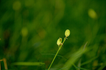 The flowers and plants that grow naturally in the fields are the main vegetation in the eastern part of North China