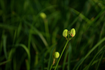 The flowers and plants that grow naturally in the fields are the main vegetation in the eastern part of North China