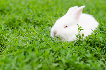 White rabbit, albino with red eyes, sits in the grass