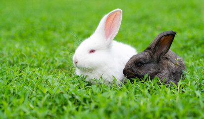 A couple of cute adorable fluffy rabbits grazing on green grass. Little cute bunny walking on a meadow in a green garden on a bright sunny day. Easter nature