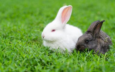 A couple of cute adorable fluffy rabbits grazing on green grass. Little cute bunny walking on a meadow in a green garden on a bright sunny day. Easter nature