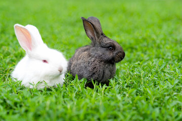 A couple of cute adorable fluffy rabbits grazing on green grass. Little cute bunny walking on a meadow in a green garden on a bright sunny day. Easter nature