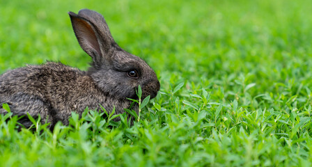 Cute adorable fluffy rabbit grazing on green grass. Little cute rabbit walking on meadow in green garden on bright sunny day. Easter nature
