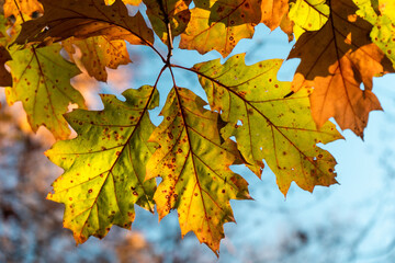 Vibrant Autumn Leaves with Green, Yellow, and Orange Colors Lit by Sunlight
