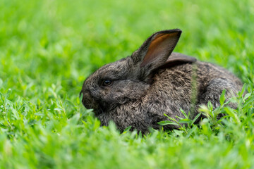 Cute adorable fluffy rabbit grazing on green grass. Little cute rabbit walking on meadow in green garden on bright sunny day. Easter nature