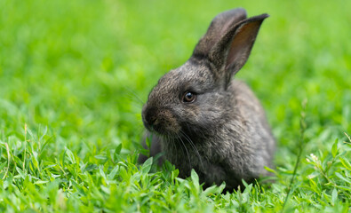 Cute adorable fluffy rabbit grazing on green grass. Little cute rabbit walking on meadow in green garden on bright sunny day. Easter nature