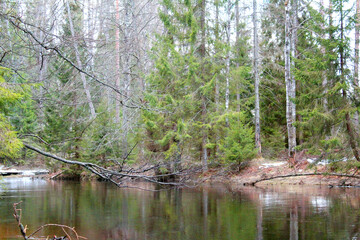 A clear river in a spring coniferous forest 
