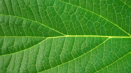 Close-Up of Leaf Veins Showing Natural Green Patterns