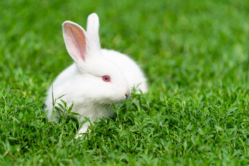 White rabbit, albino with red eyes, sits in the grass