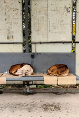 Stray Companions Awaiting a New Journey at the Bus Stop