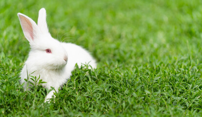 White rabbit, albino with red eyes, sits in the grass