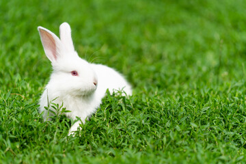 White rabbit, albino with red eyes, sits in the grass