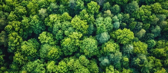 Naklejka premium Aerial View of a Lush Green Forest Canopy