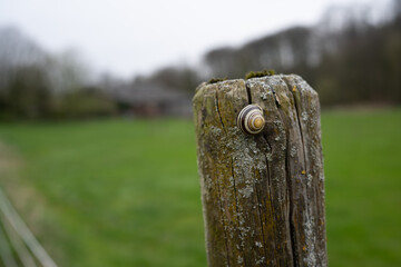 Fototapeta premium Schnecke auf einem Zaunpfahl,