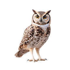 Naklejka premium A striking portrait of a regal owl, showcasing majestic features and vibrant golden eyes, emphasizing nature's beauty and the mystery of these intelligent creatures.