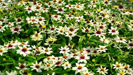 Zinnia angustifolia in full bloom