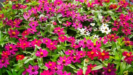 Zinnia angustifolia in full bloom