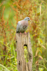 Stock Dove Columba oenas on a wooden perch